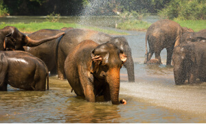 Bathe an elephant